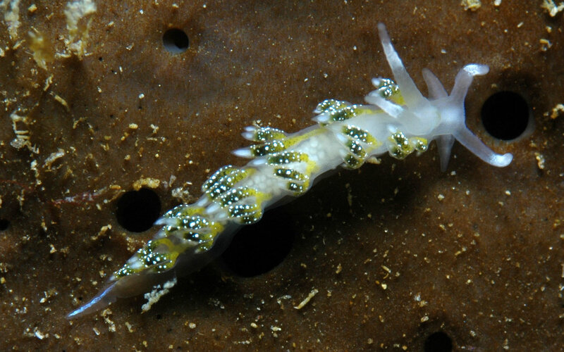 Nudibranch with yellow spots