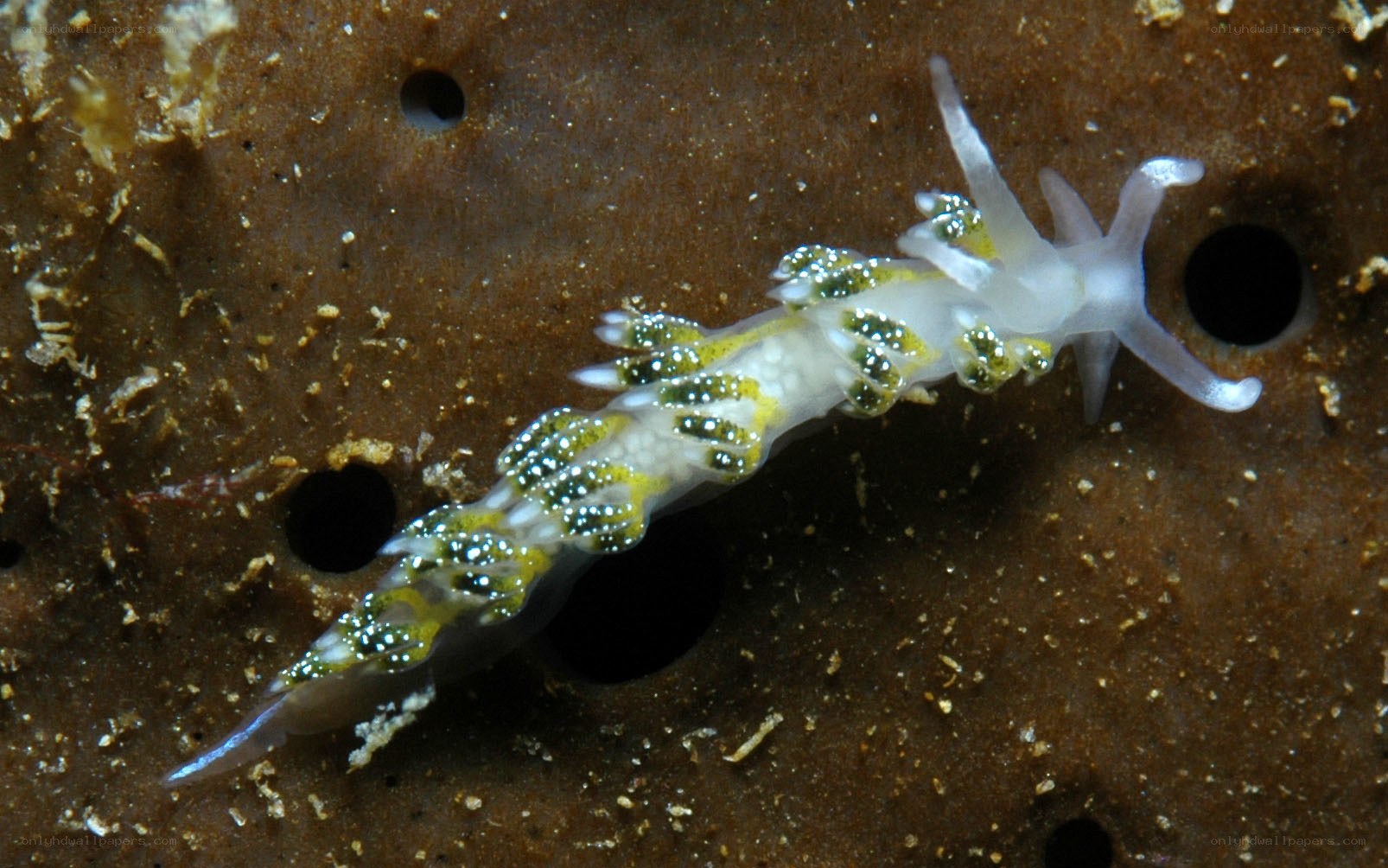 Nudibranch with yellow spots