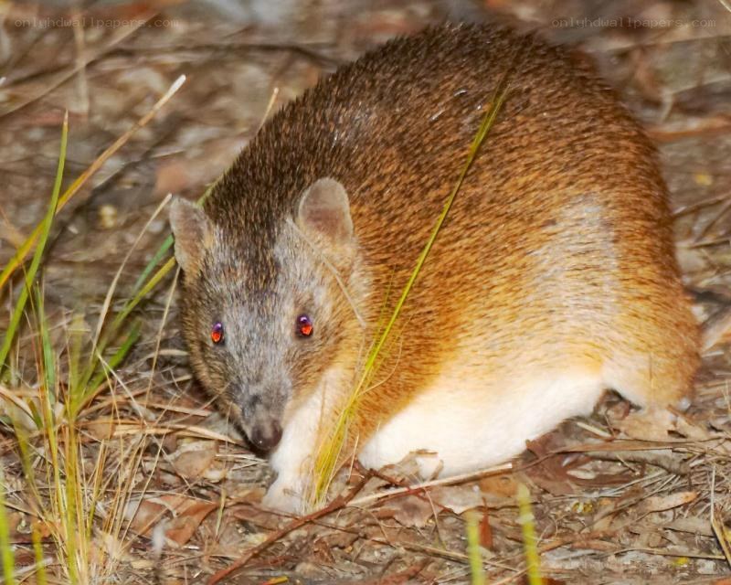 Numbat in the wild