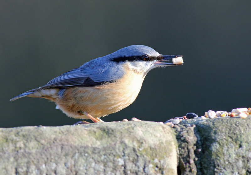 Nuthatch Bird Holding Food
