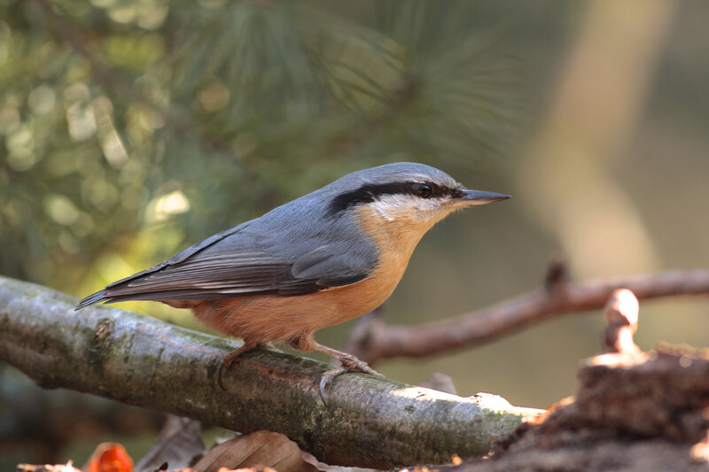 Nuthatch Bird on Branch — Gray