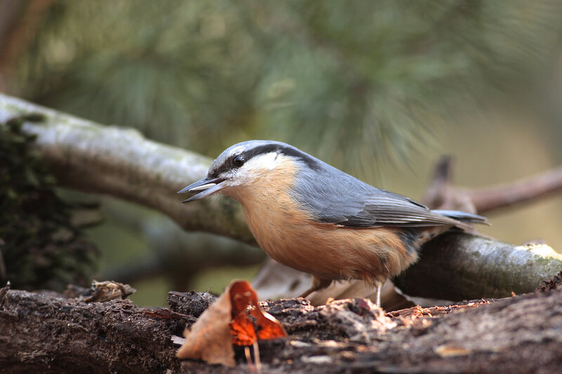 Nuthatch Bird on Branch