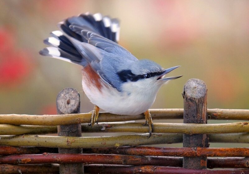 Nuthatch Bird on Fence