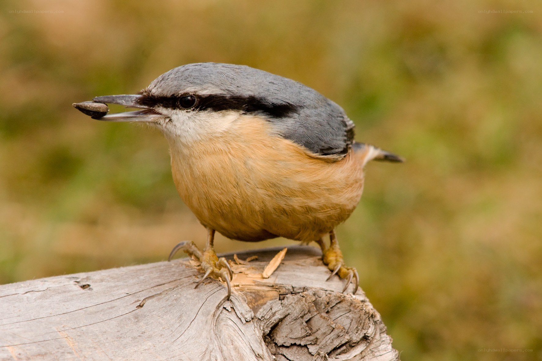 Nuthatch holding a seed