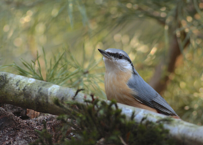 Nuthatch on a Branch — Gray