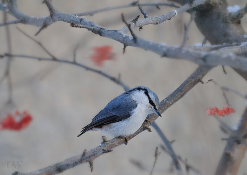 Nuthatch on a Branch