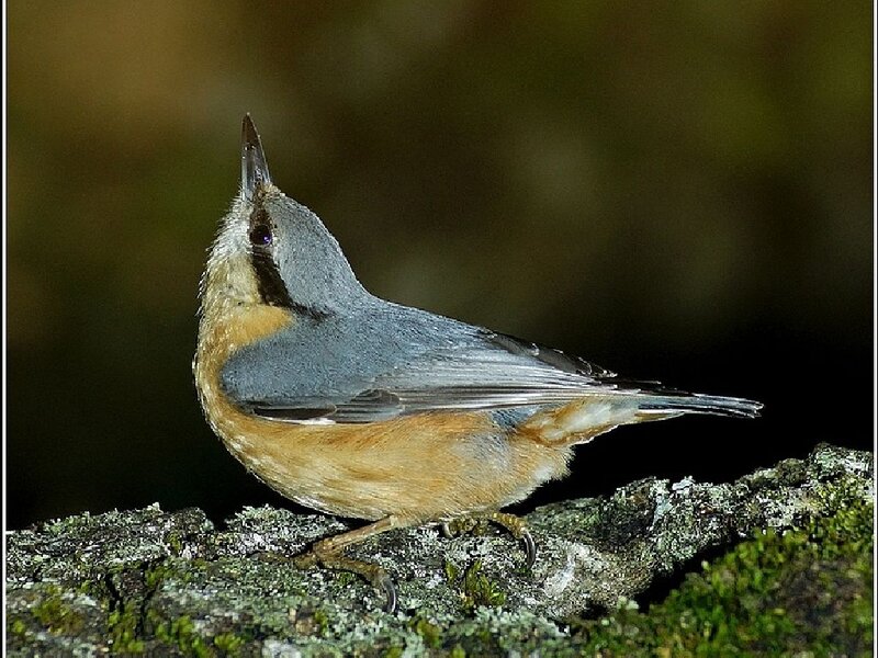 Nuthatch on Mossy Branch — Gray