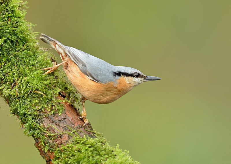 Nuthatch on Mossy Branch — Green, Calm