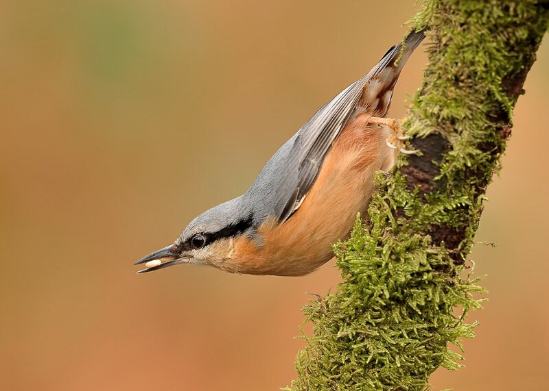 Nuthatch on Mossy Branch — Green