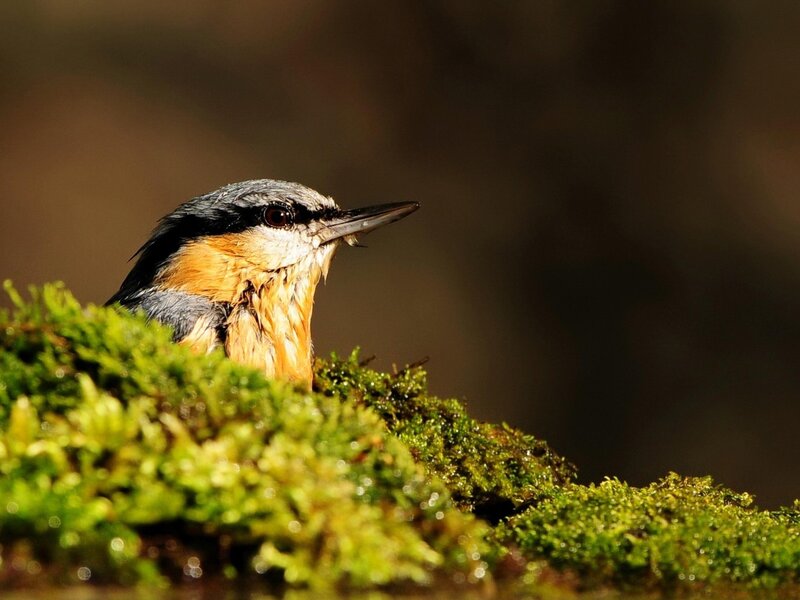 Nuthatch on mossy branch