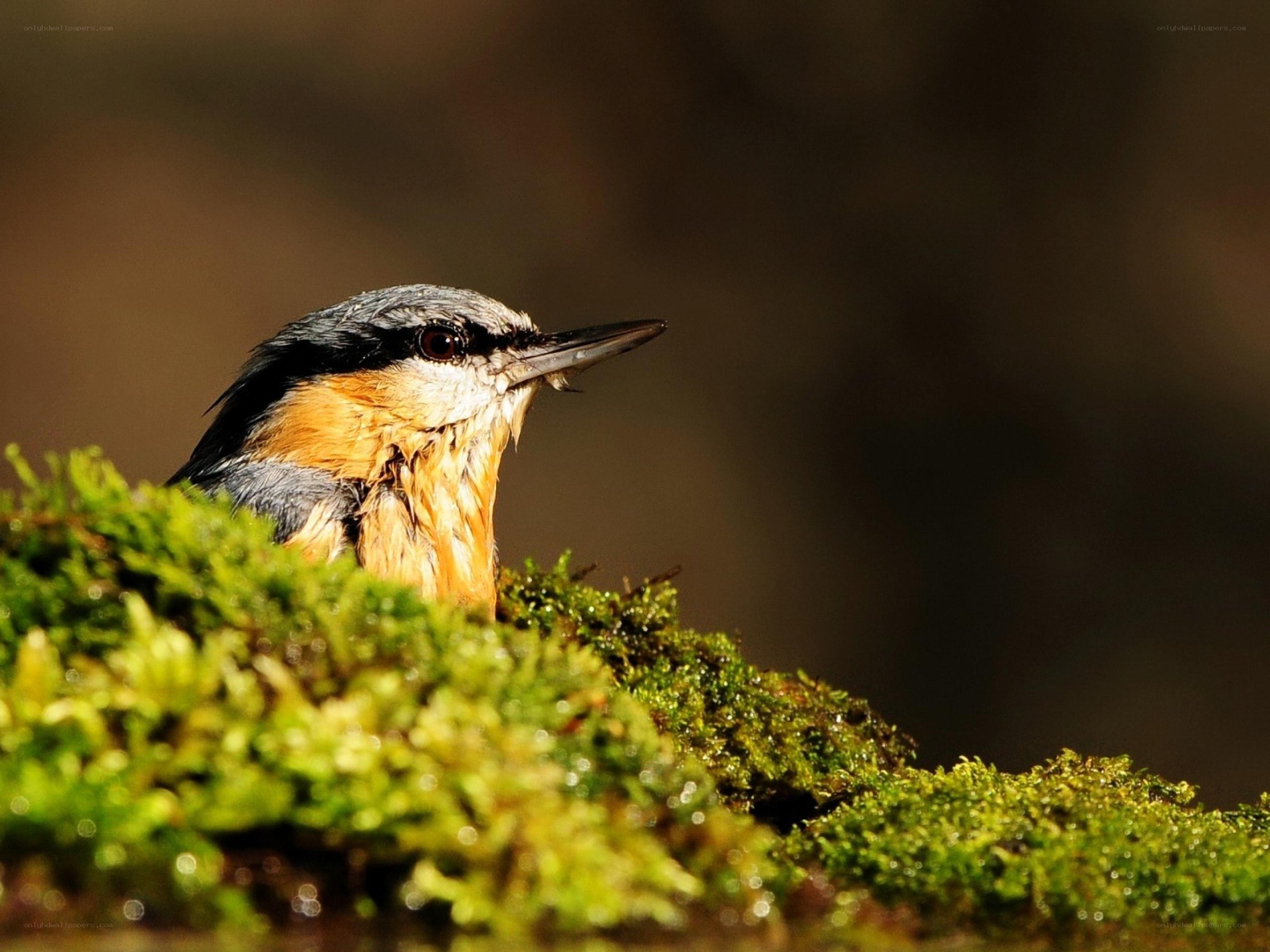 Nuthatch on mossy branch