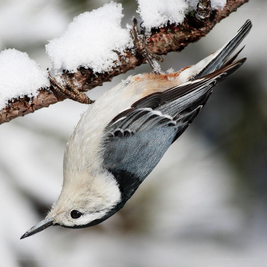 Nuthatch on snowy branch