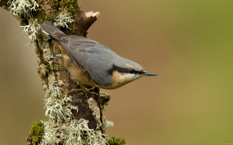 Nuthatch on Tree Branch