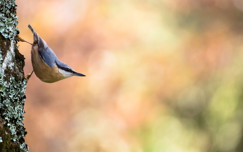 Nuthatch on Tree Trunk — Brown, Calm