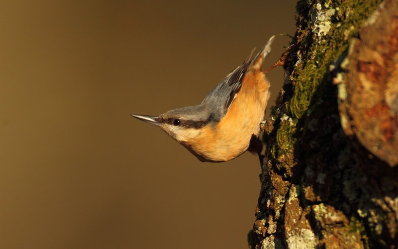 Nuthatch on Tree Trunk — Brown, Natural