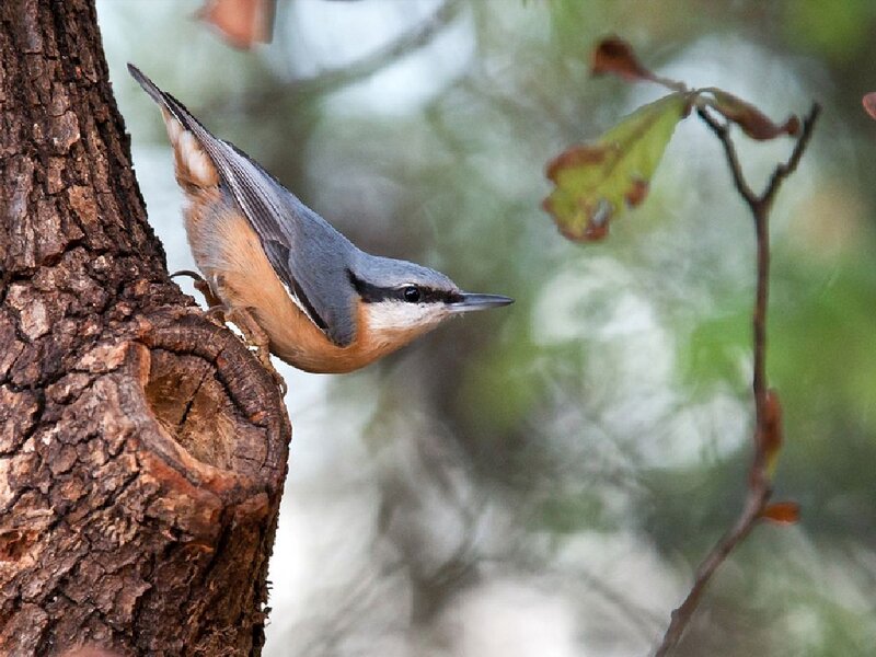 Nuthatch on Tree Trunk — Brown
