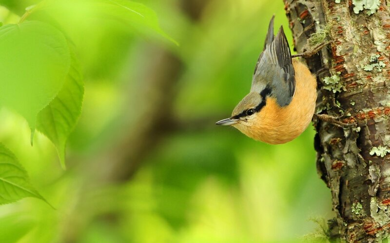 Nuthatch on Tree Trunk — Green