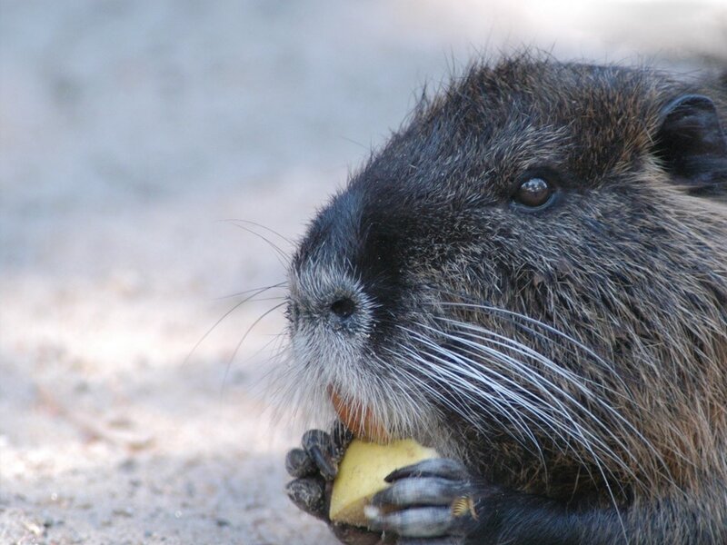 nutria eating fruit