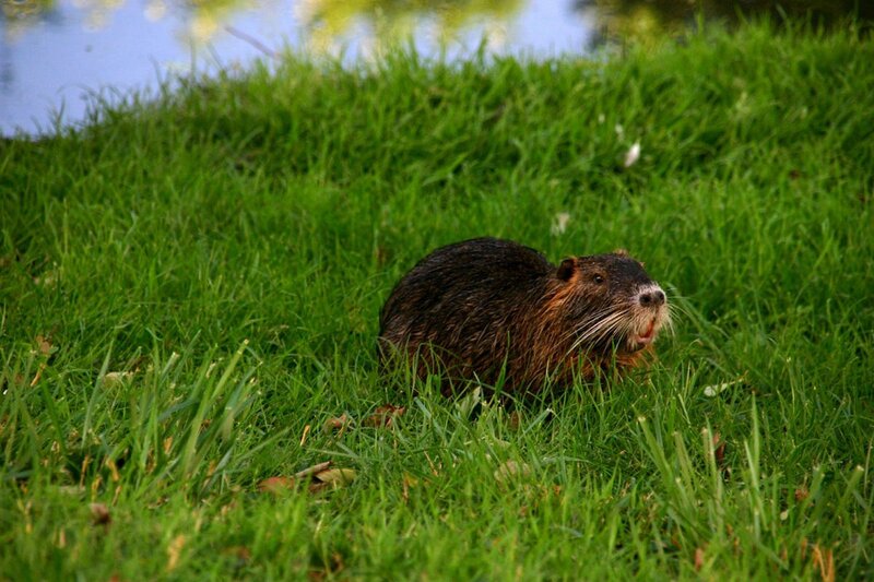 Nutria in grassy area