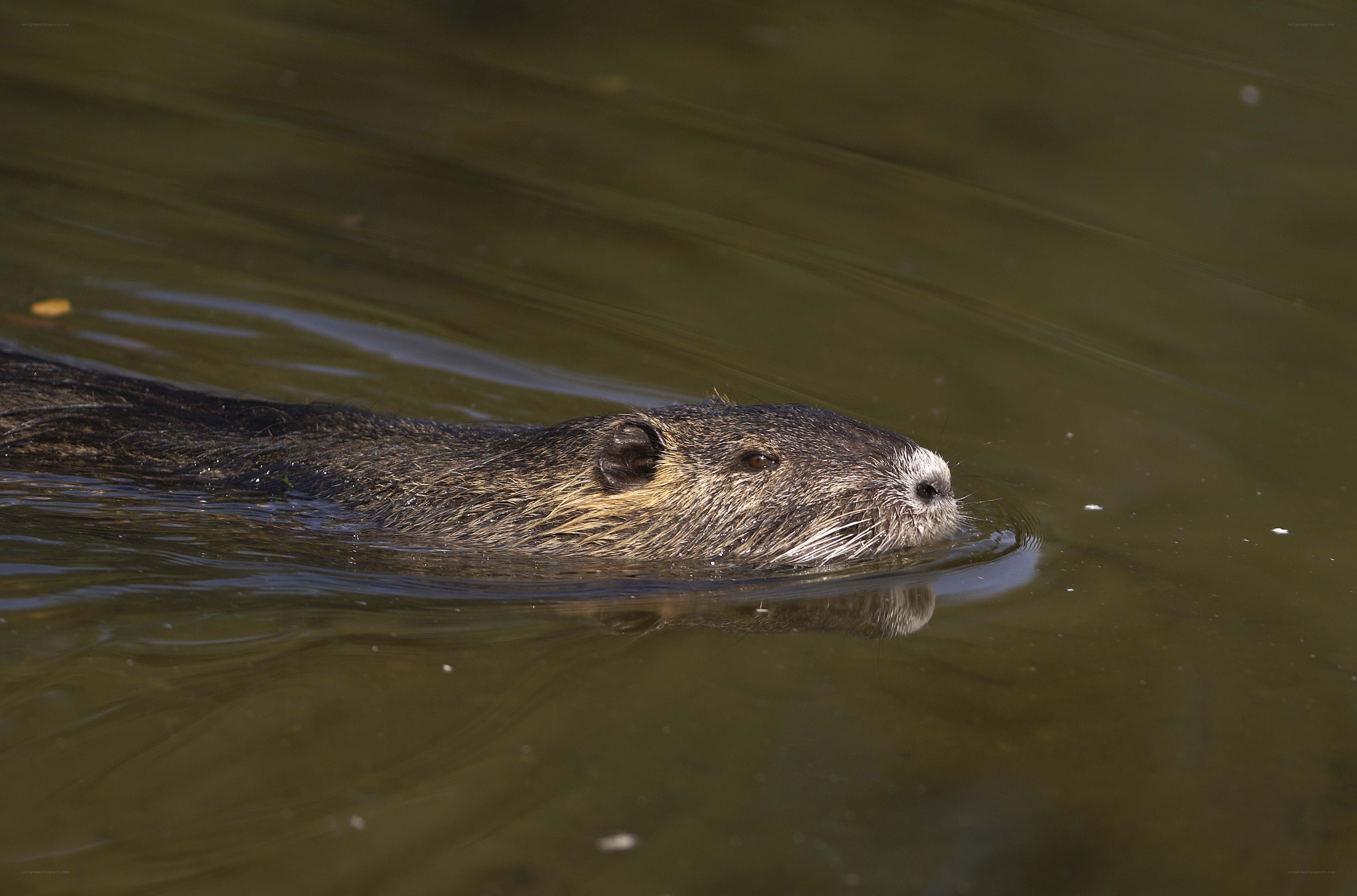 nutria swimming in water