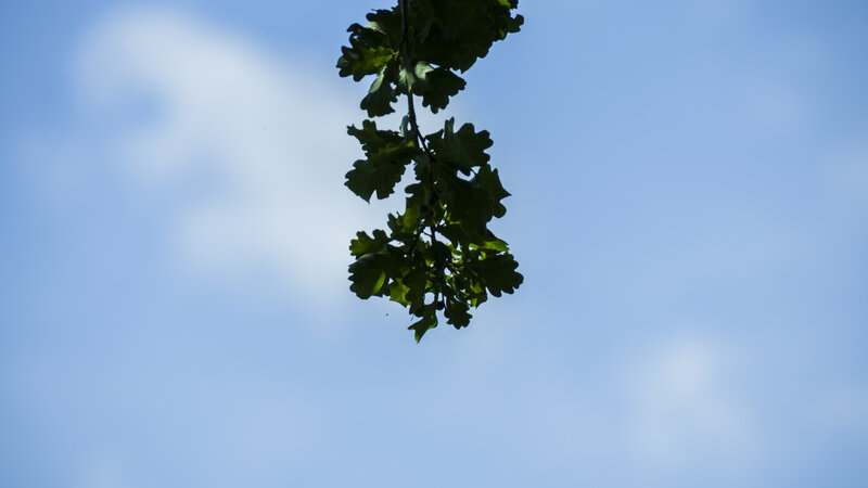Oak Branch Against Sky