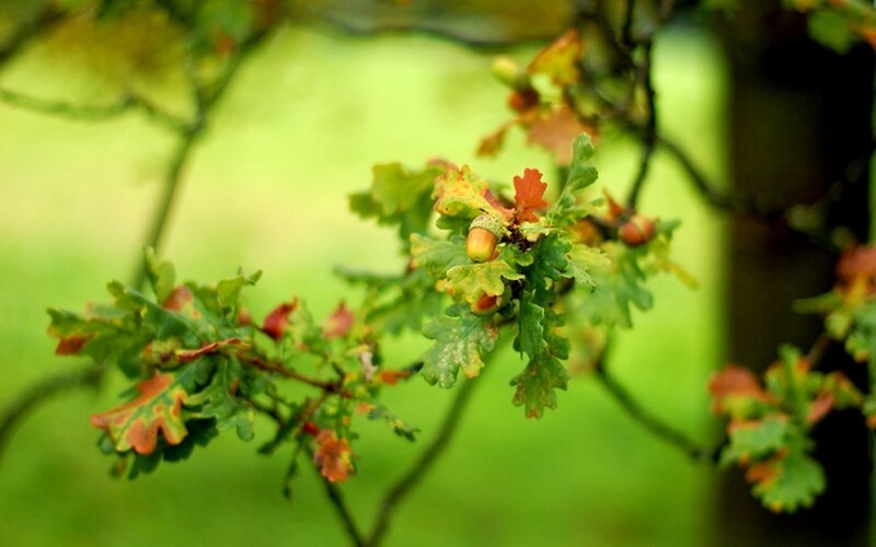 Oak Branch with Acorns — Green