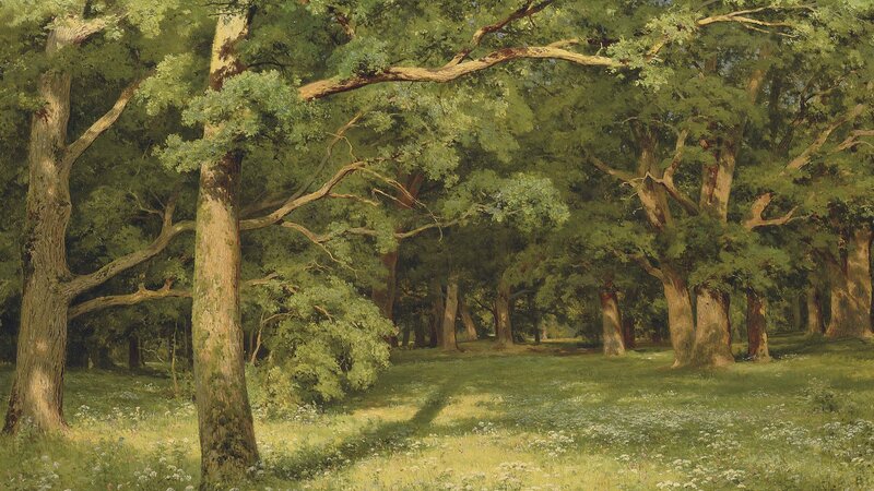 Oak Forest Clearing