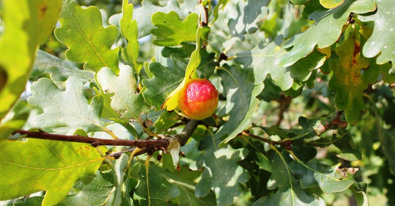 Oak Gall on Tree Branch