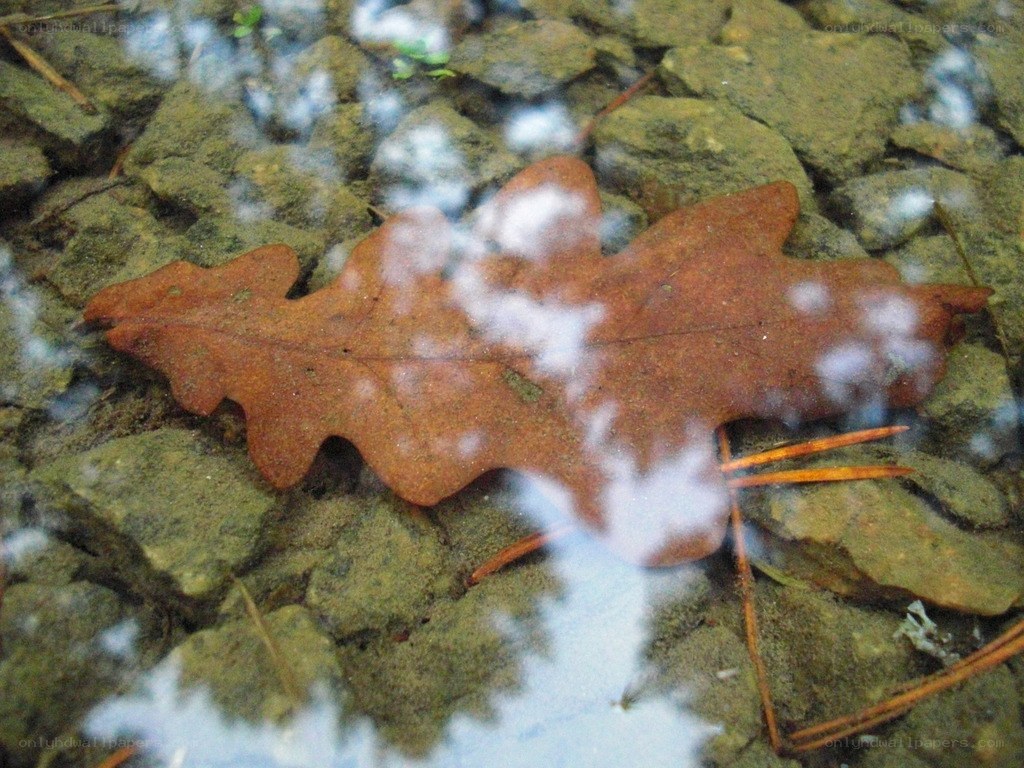 Oak leaf in shallow water