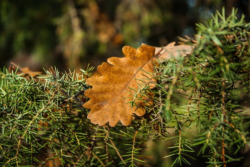 Oak leaf on juniper branch