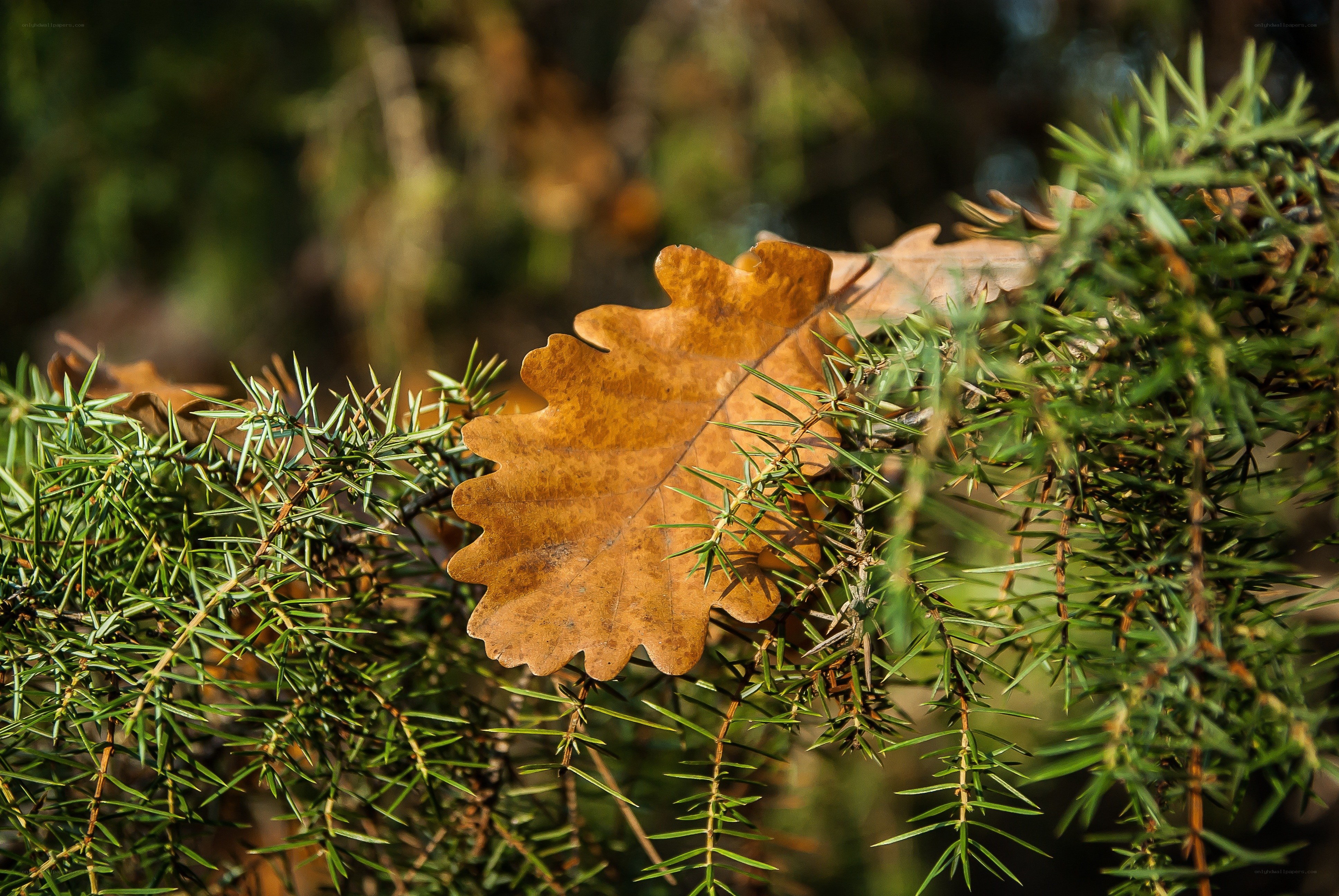 Oak leaf on juniper branch