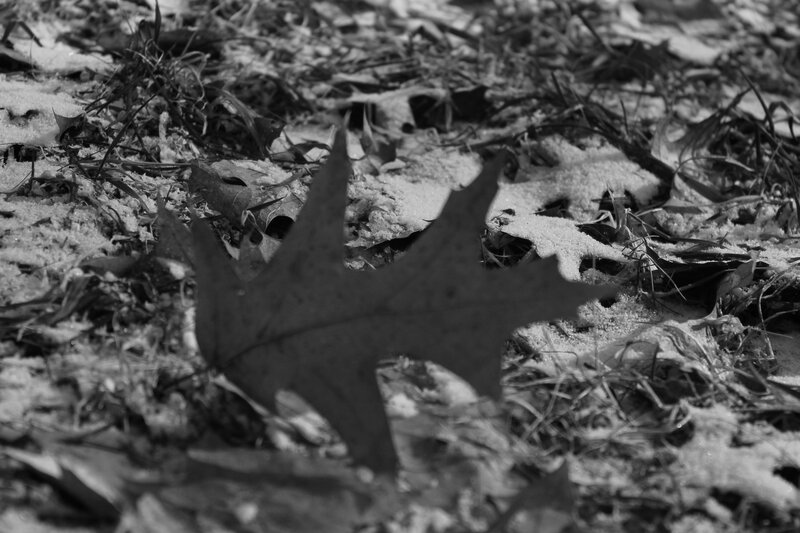 Oak Leaf on Snow