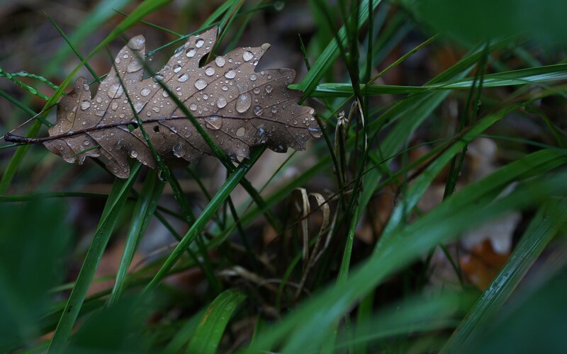Oak leaf with raindrops in grass