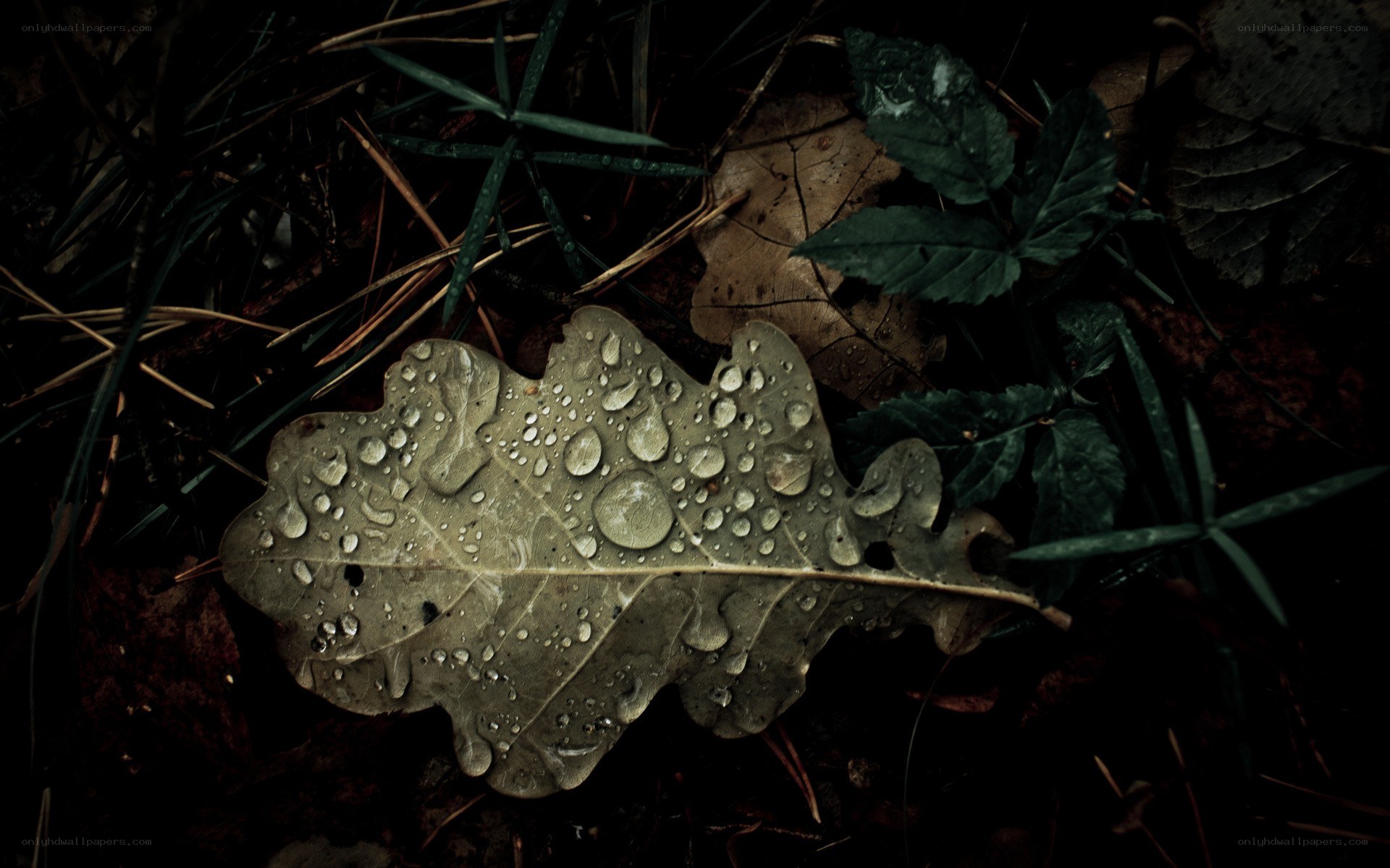 Oak leaf with raindrops