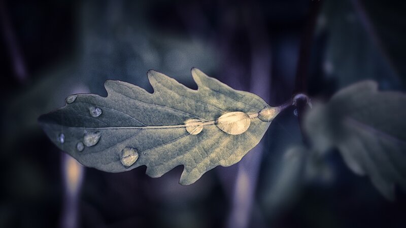 Oak Leaf with Water Droplets — Green