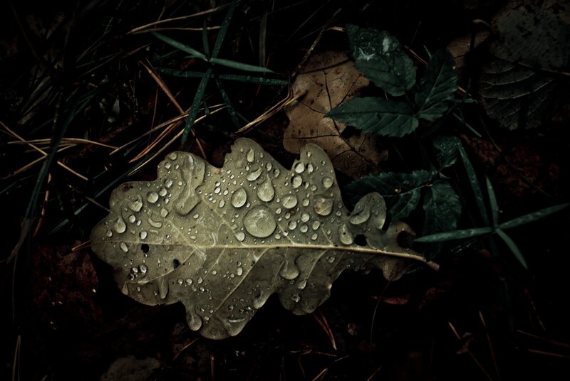 Oak leaf with water droplets