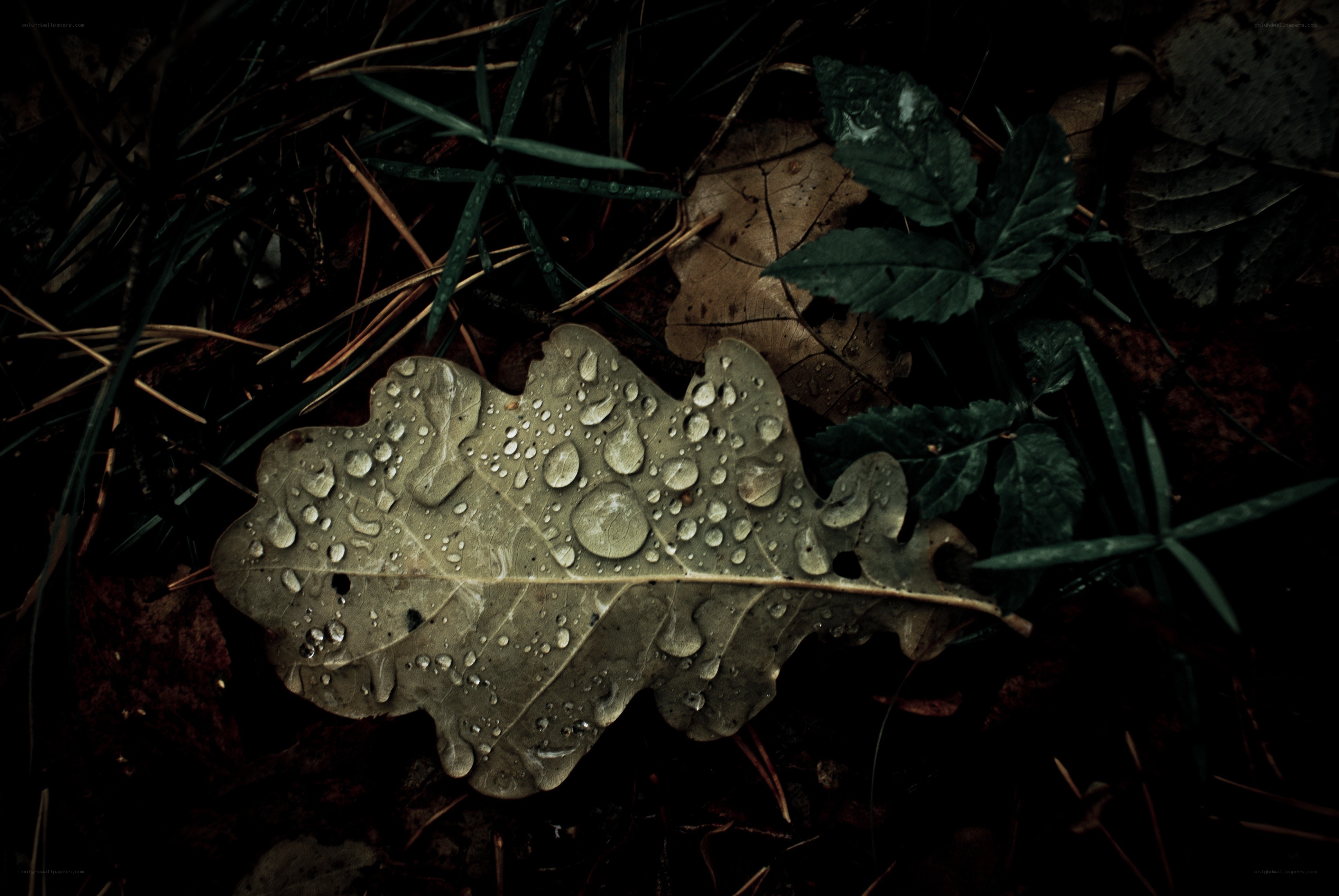 Oak leaf with water droplets