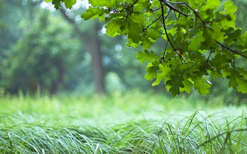 Oak Leaves and Grass