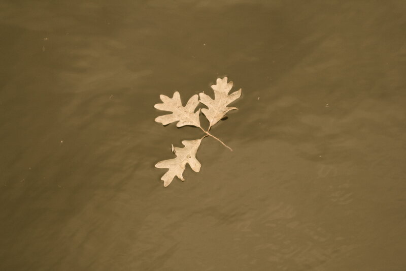 Oak leaves floating on water