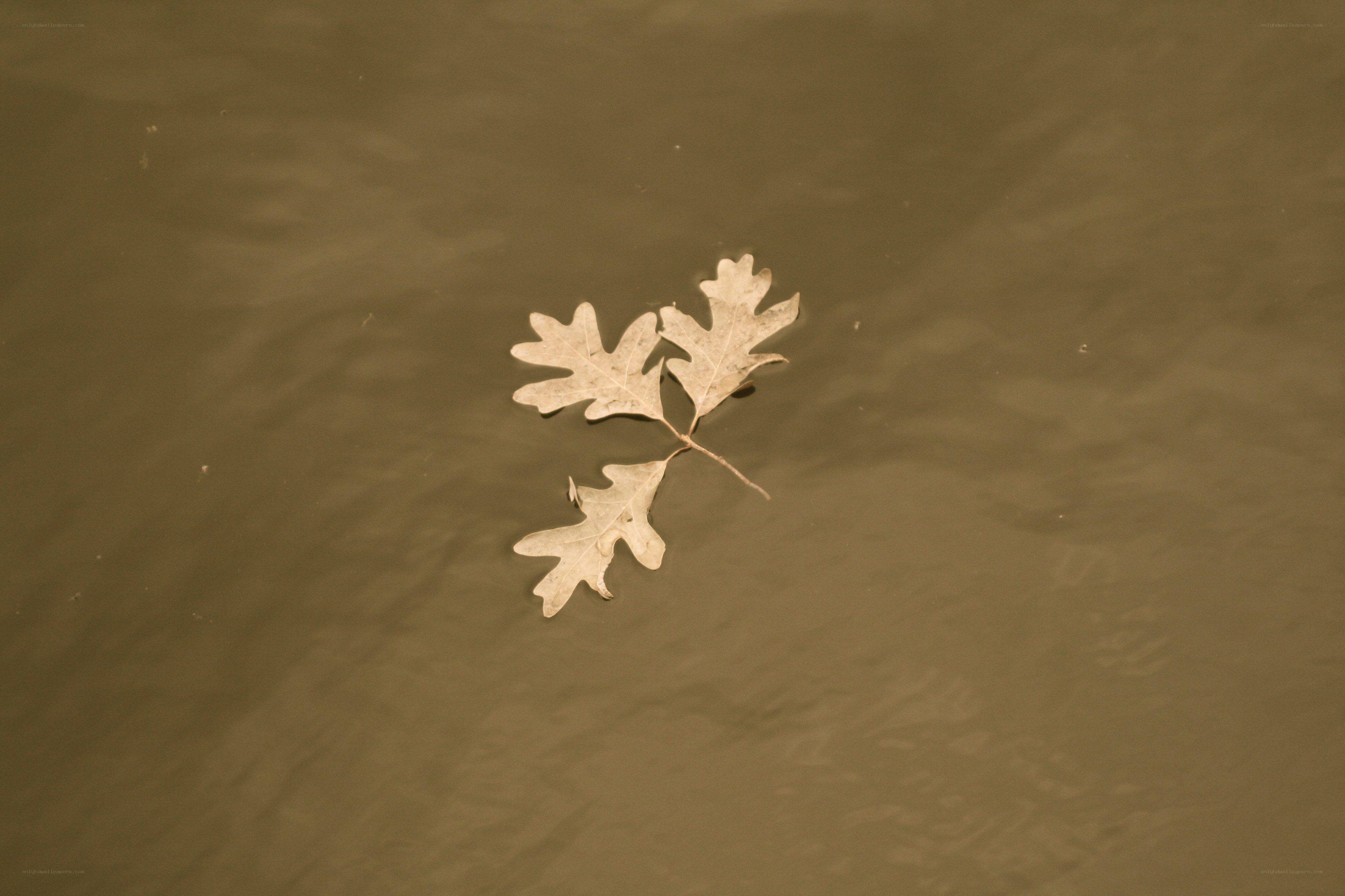 Oak leaves floating on water