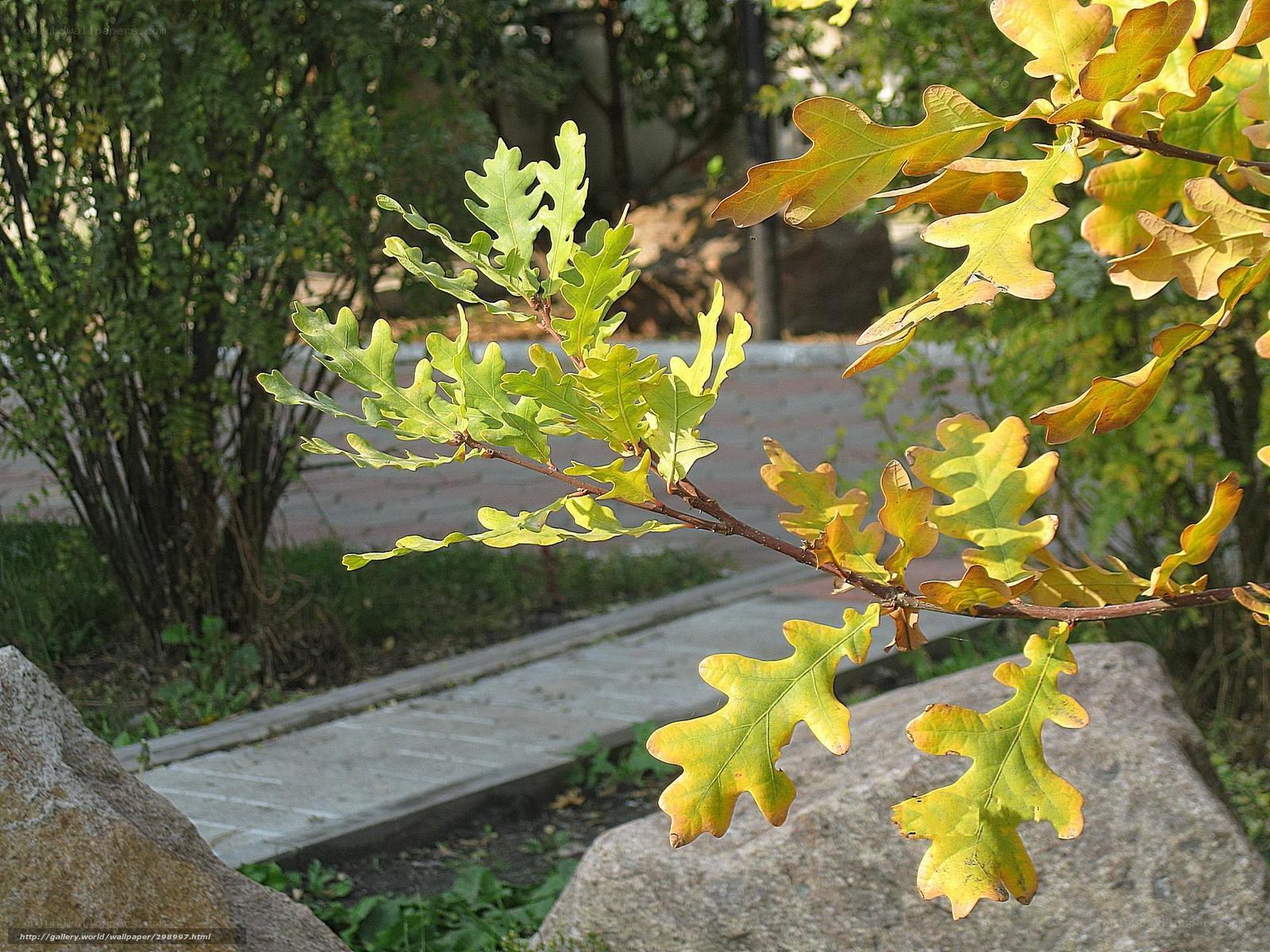 Oak leaves in autumn