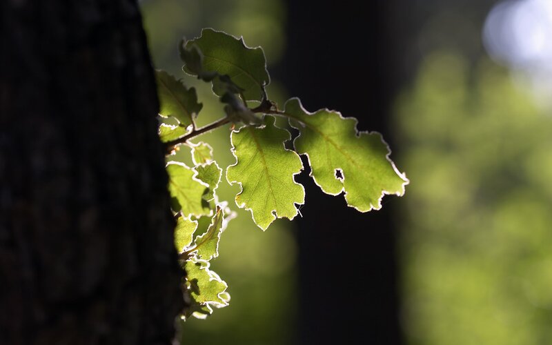 Oak Leaves on Branch — Green