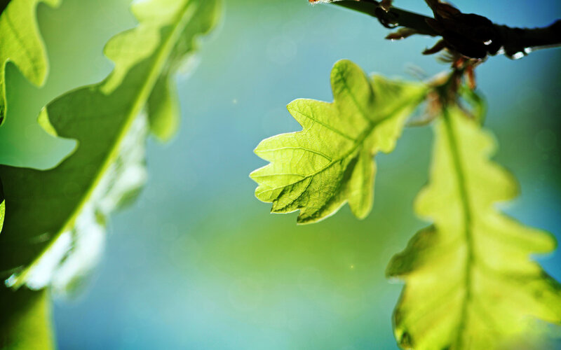 Oak Leaves on Branch