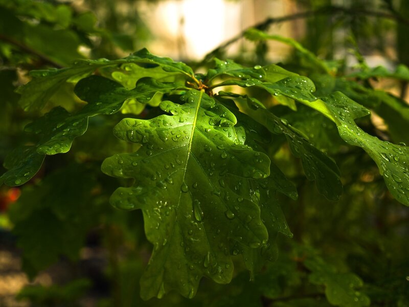 oak leaves with raindrops