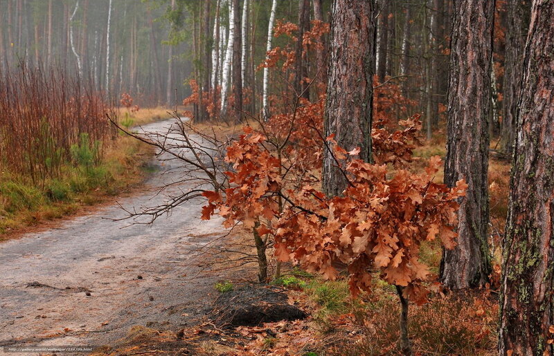Oak Sapling on Forest Path
