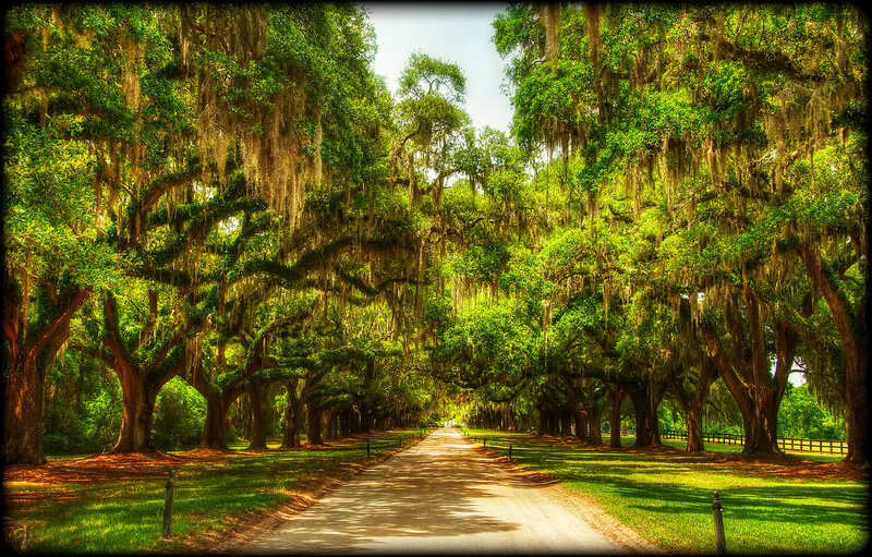 Oak Tree Alley — Green