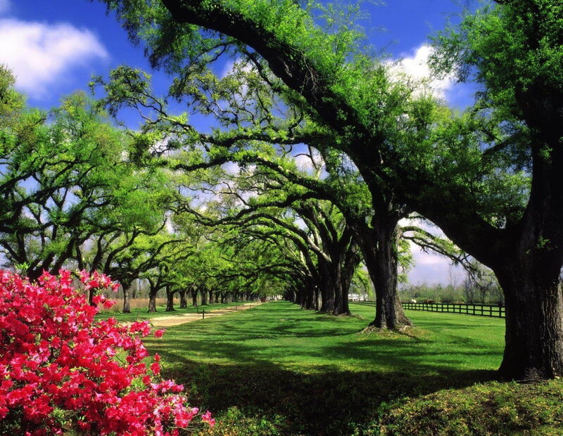 Oak Tree Alley