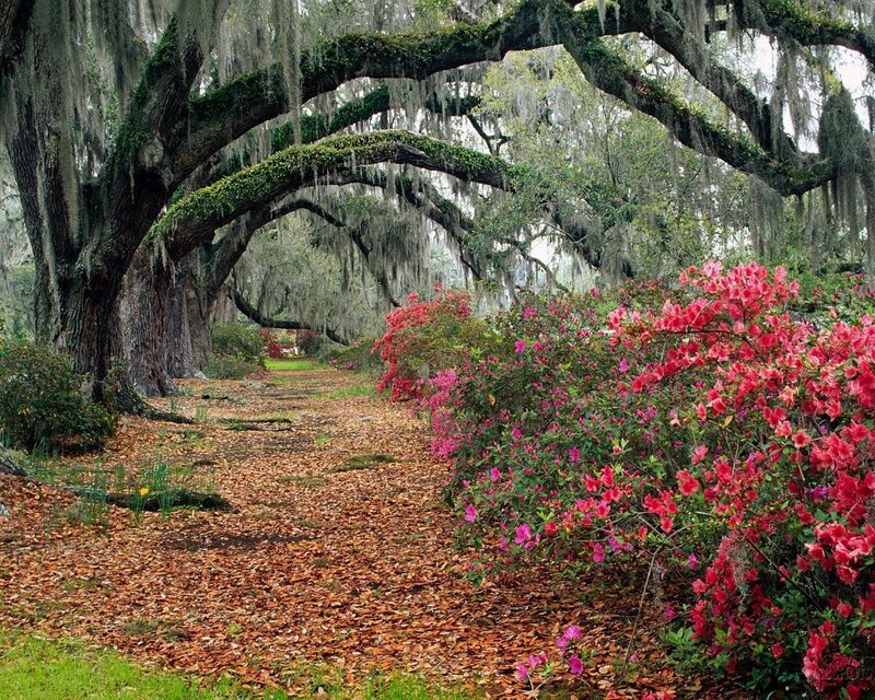 oak tree alley with azaleas
