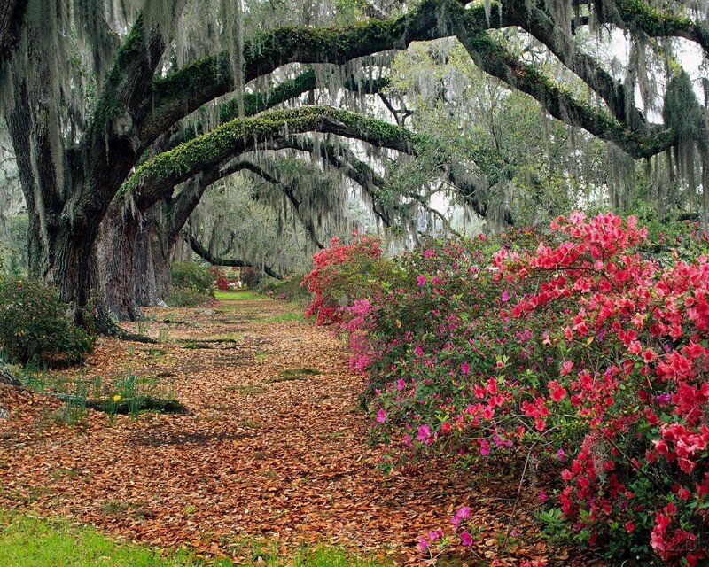 oak tree alley with azaleas