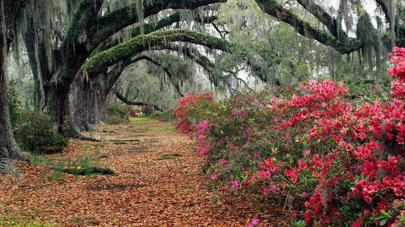 oak tree alley with azaleas